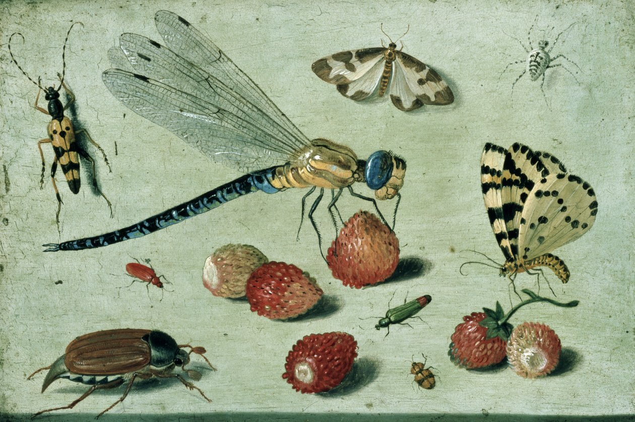 Eine Libelle, zwei Motten, eine Spinne und einige Käfer, mit wilden Erdbeeren, 17. Jahrhundert von Jan van Kessel the Elder