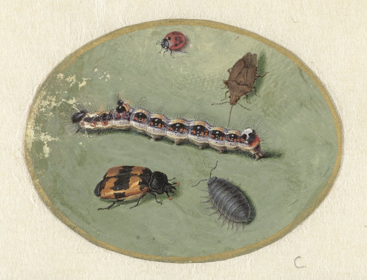 Marienkäfer, Raupe, Assel und zwei Käfer von Jan Augustin van der Goes