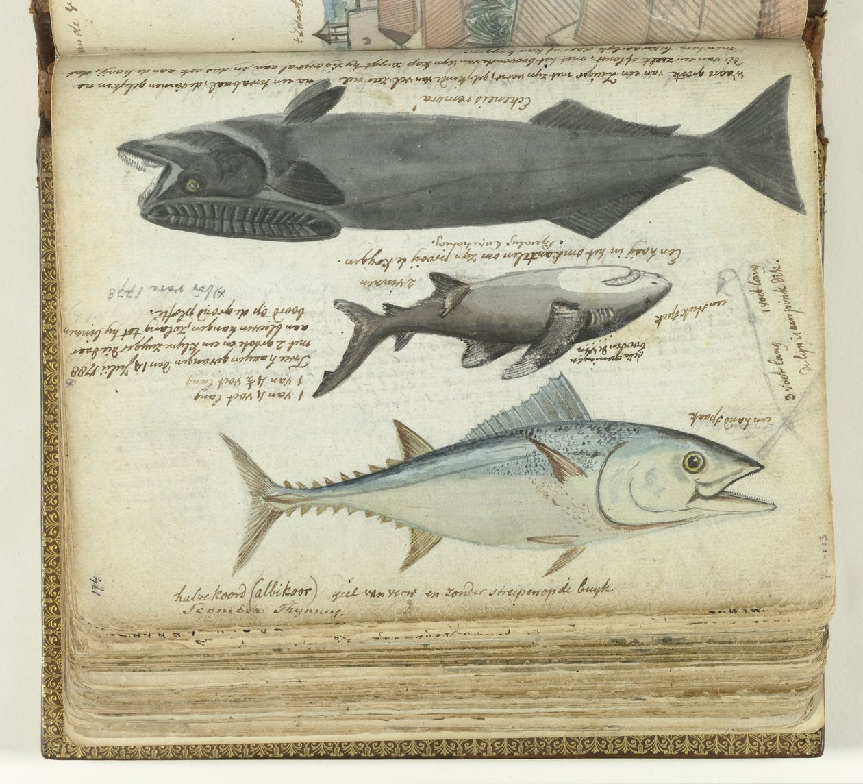 Ein Thunfisch, ein Hai und ein Remora von Jan Brandes