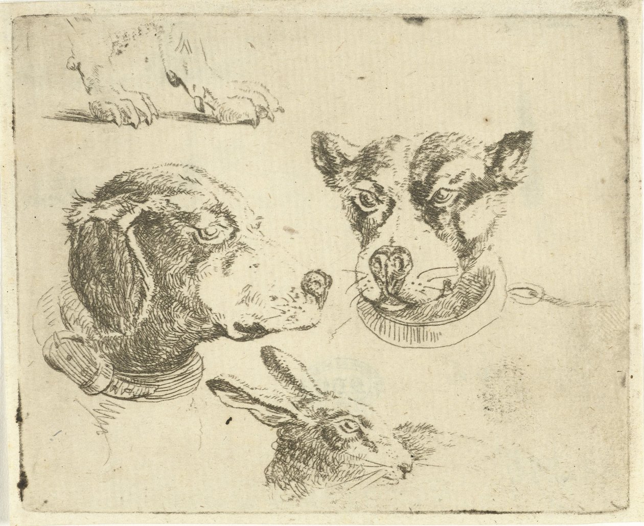 Studienblatt mit zwei Hundeköpfen, Hundepfoten und Hasenkopf von Jan Dasveldt