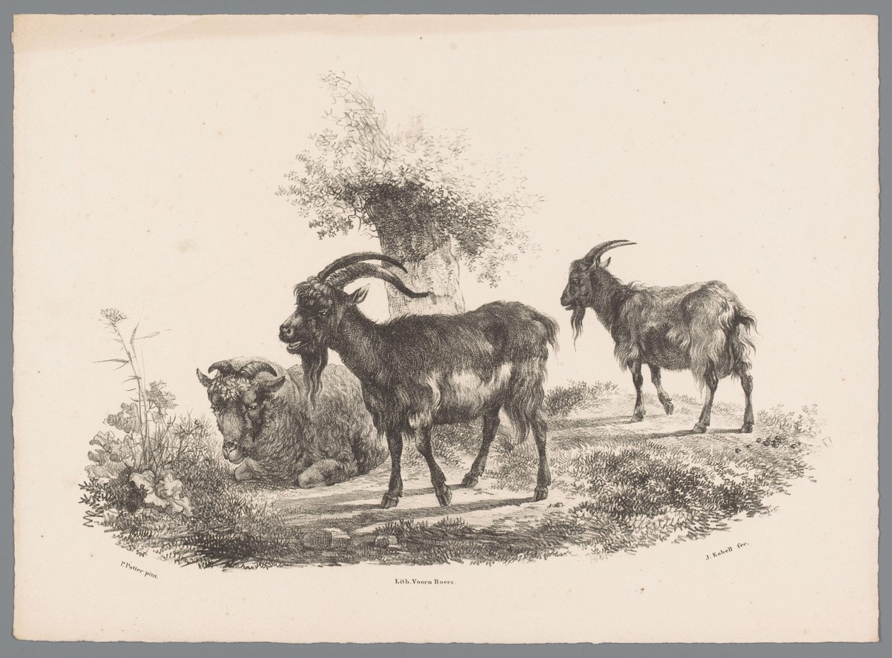 Twee geiten en een schaap bij een boom von Jan Kobell (III)