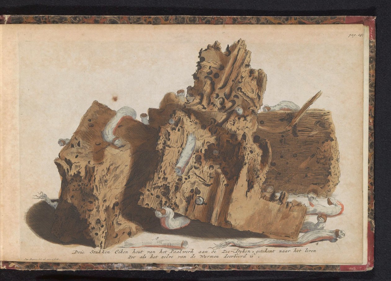 Teile von Pfählen, die von Schiffsbohrwürmern befallen sind, 1731 von Jan Ruyter