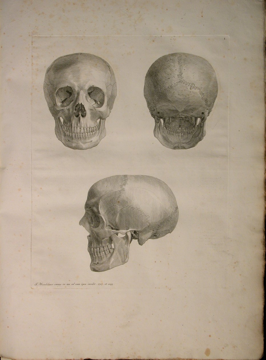Albinus II, Pl. I, Illustration aus 