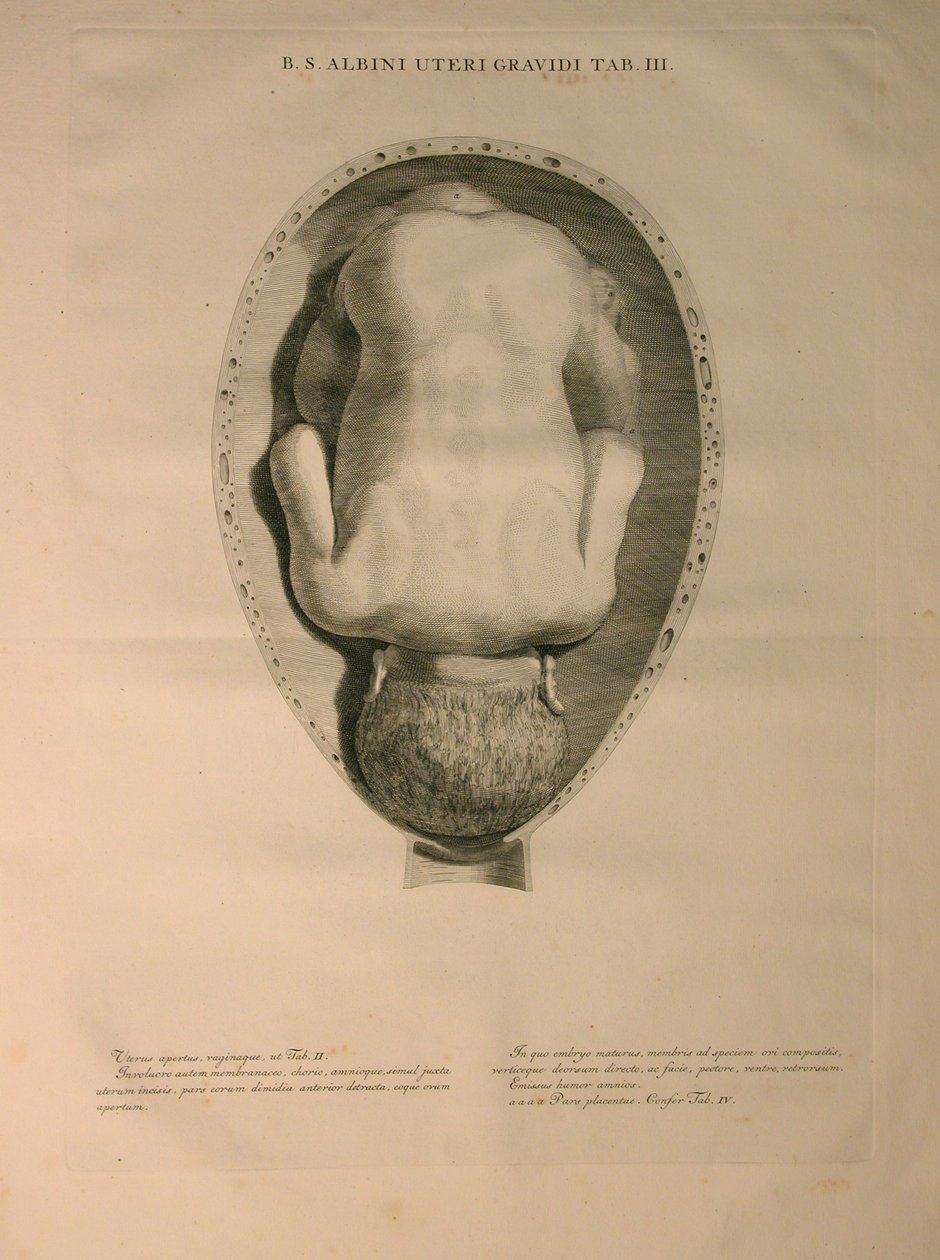 Albinus, Uterus, Pl. III, Illustration aus 