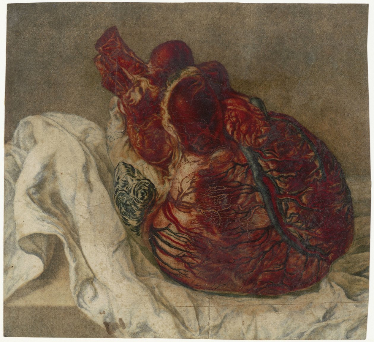 Drucke des Gehirns und des Herzens (Anatomische Studie eines menschlichen Herzens) von Jan l
