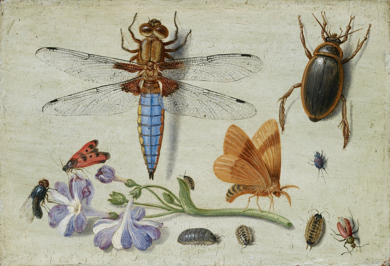 Ein Maikäfer, Käfer, Asseln und andere Insekten, mit einem Aurikelzweig, frühe 1650er von Jan van Kessel