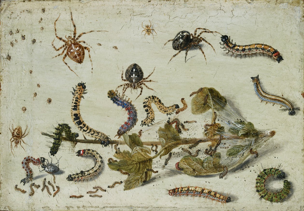 Verschiedene Spinnen und Raupen mit einem Stachelbeerspross, frühe 1650er Jahre von Jan van Kessel