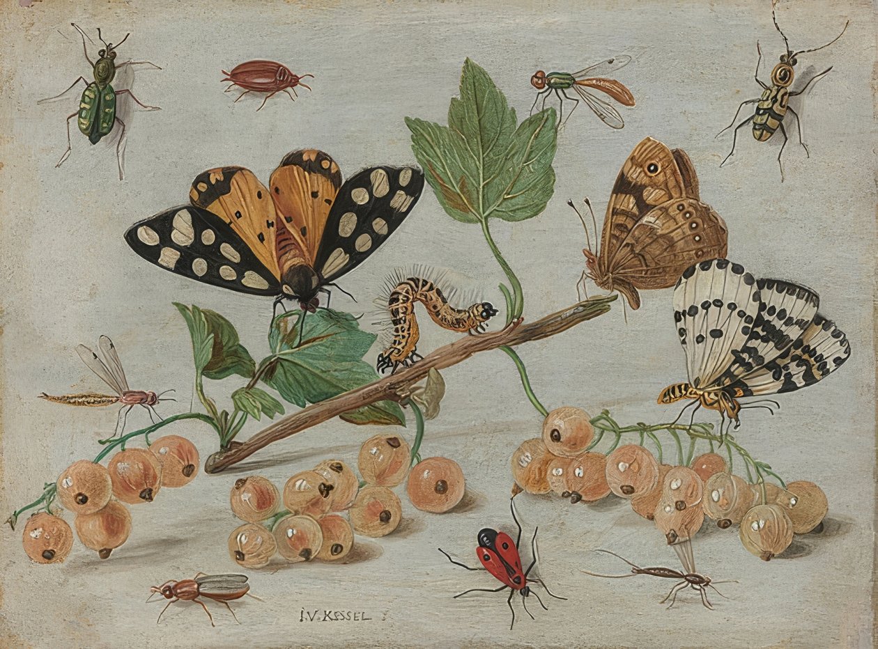 Insekten und Früchte von Jan van Kessel the Elder