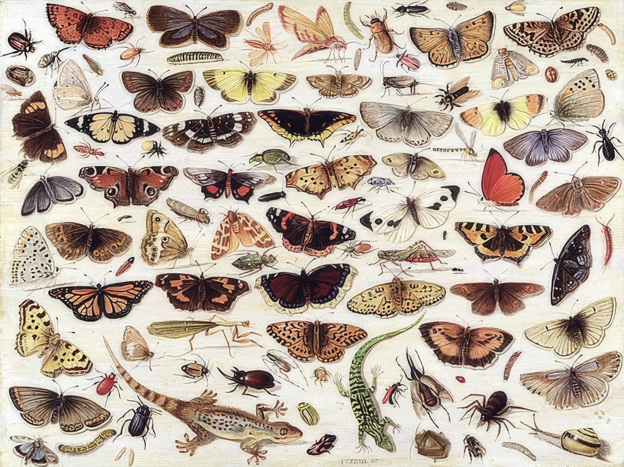Studie von Schmetterlingen und anderen Insekten von Jan van Kessel the Elder