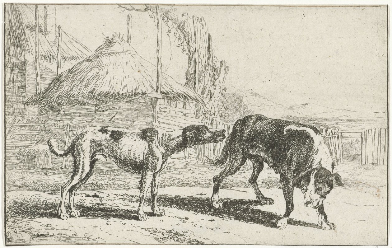 Rüde und Hündin Tiere (Serientitel) Zoographiam (Serientitel) von Jan van den Hecke
