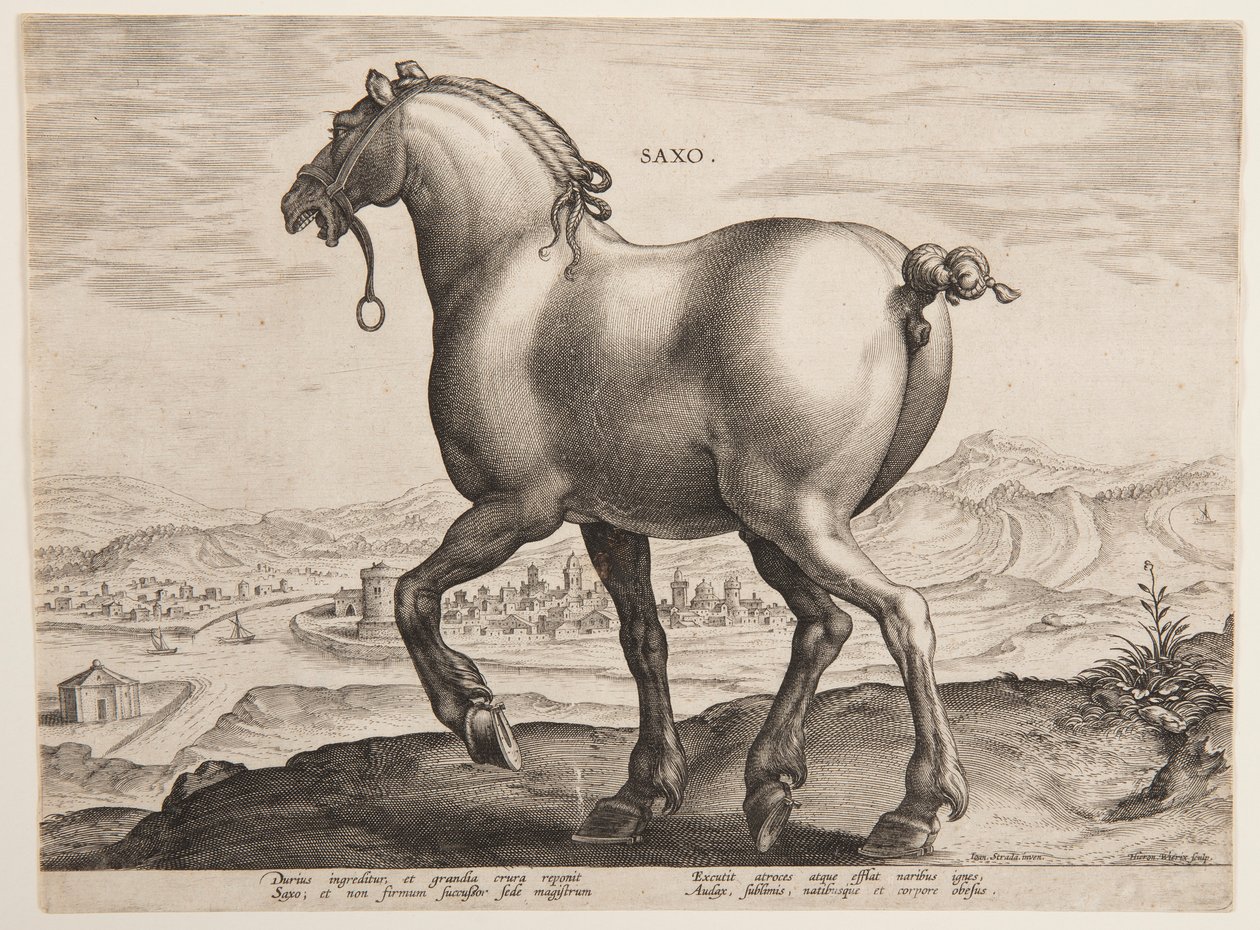 Ein sächsisches Pferd, aus dem ersten Satz von "Equile Joannis Austriaci" von Jan van der Straet, called Stradanus
