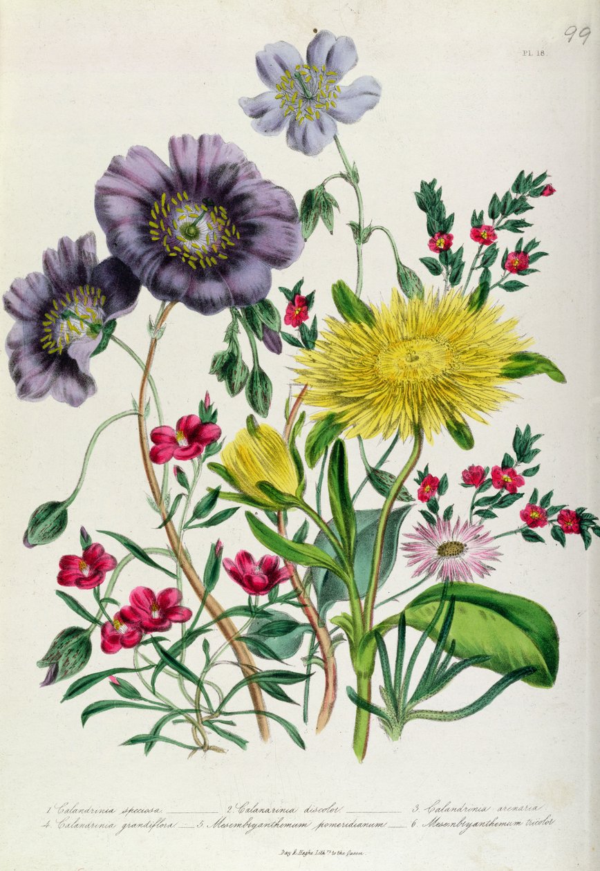 Calandrinia, Tafel 18 aus 