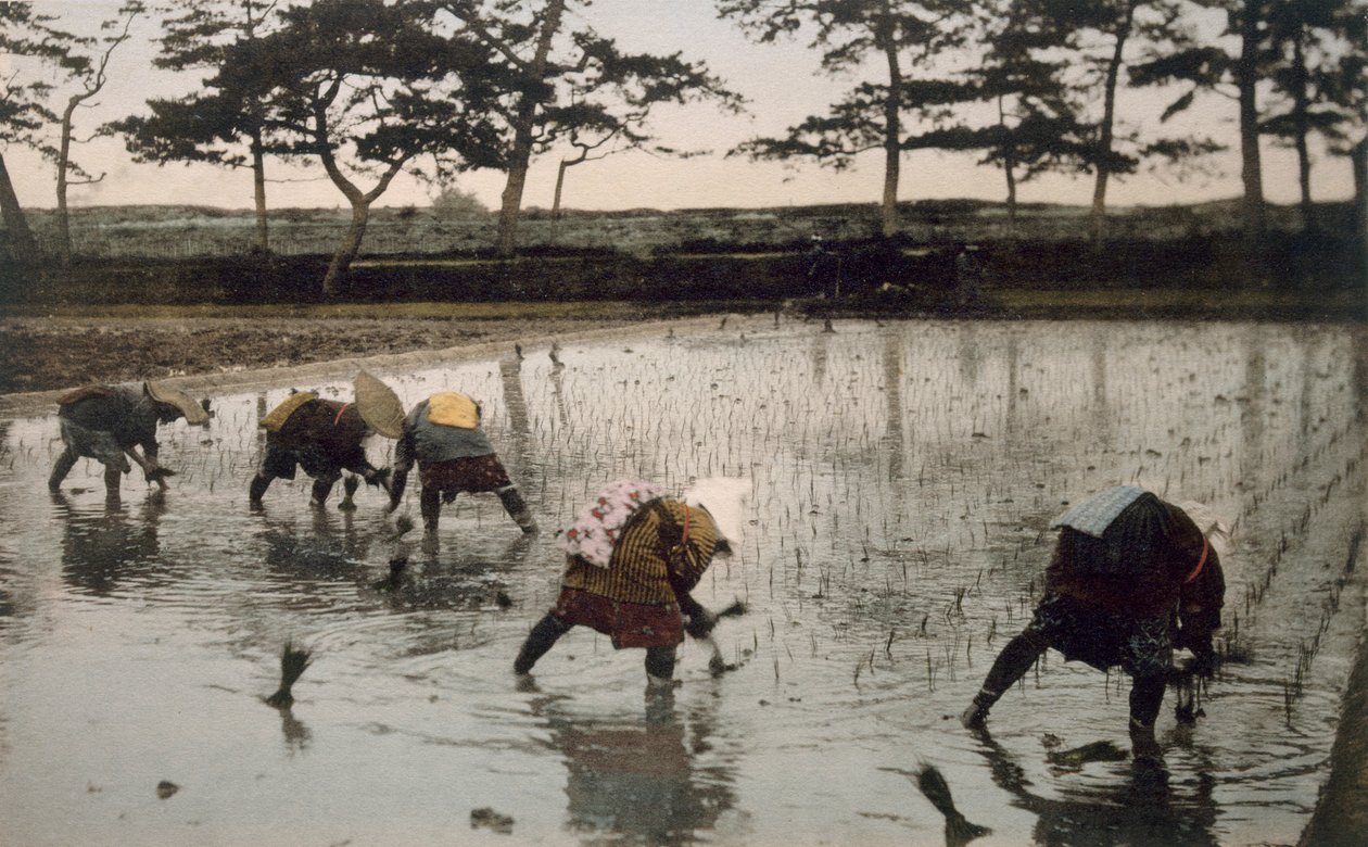 Fünf Bauern pflanzen Reis in einem Reisfeld, 1890er von Japanese Photographer