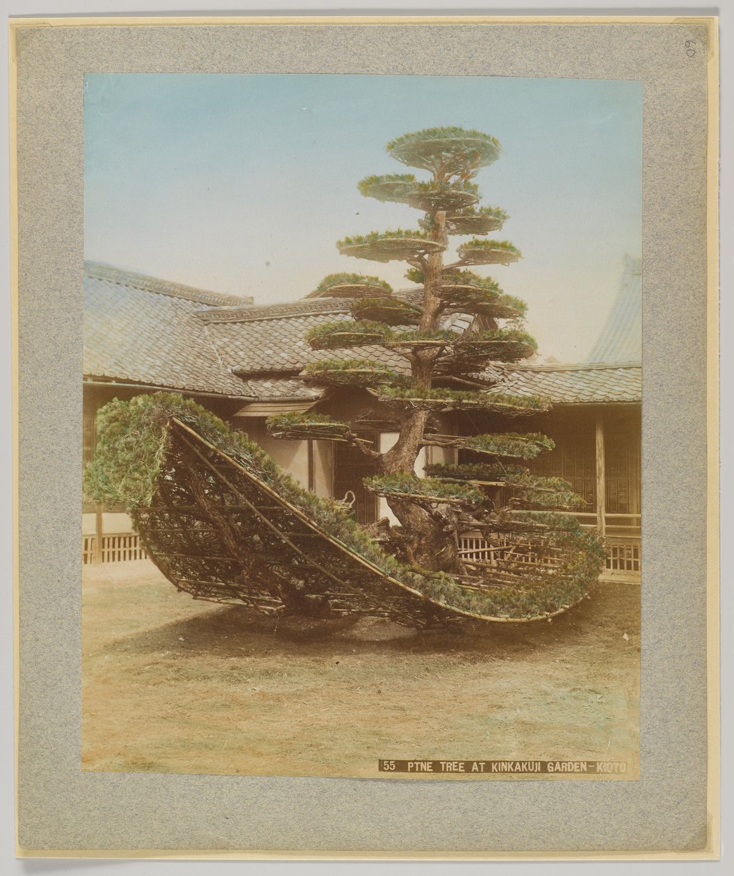 Kiefer im Kinkakuji-Garten, Kyoto, Japan von Japanese Photographer