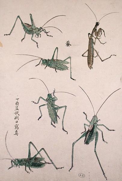 Heuschrecken von Japanese School