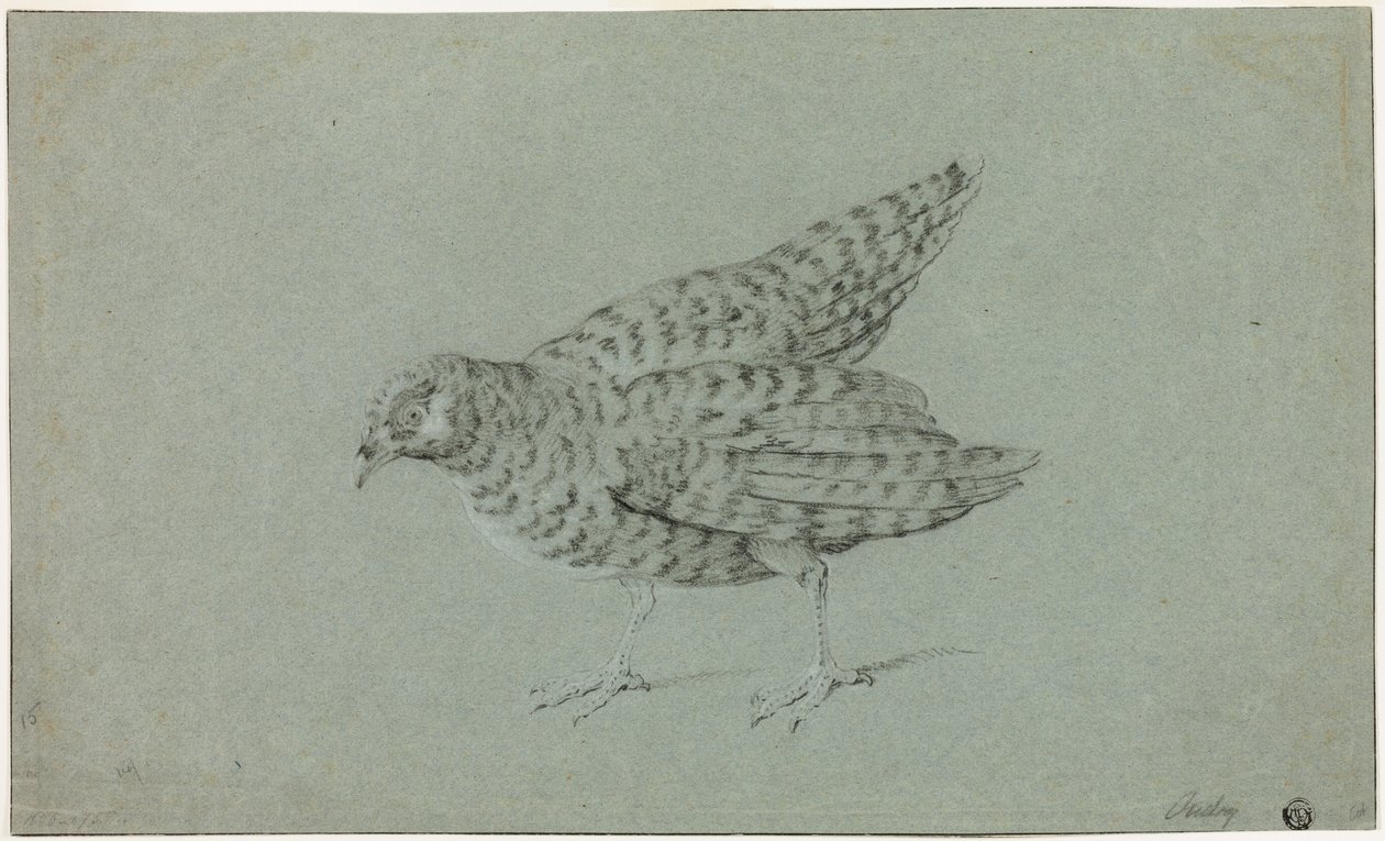 Rebhuhn von Jean-Baptiste Oudry