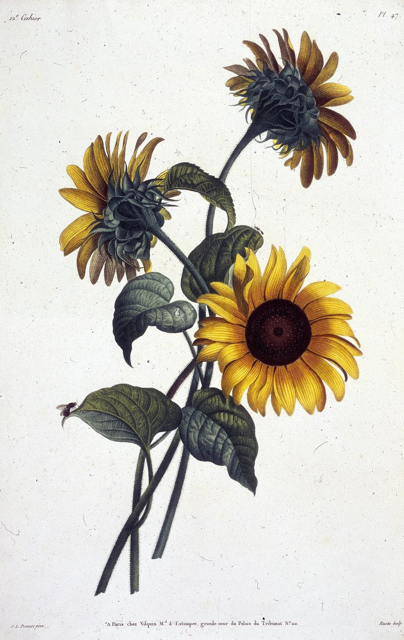 Sonnenblumen. Botanische Tafel aus der ""Sammlung der Blumen und Früchte, nach der Natur gemalt"" von Jean Louis Prevost von Jean Louis Prevost