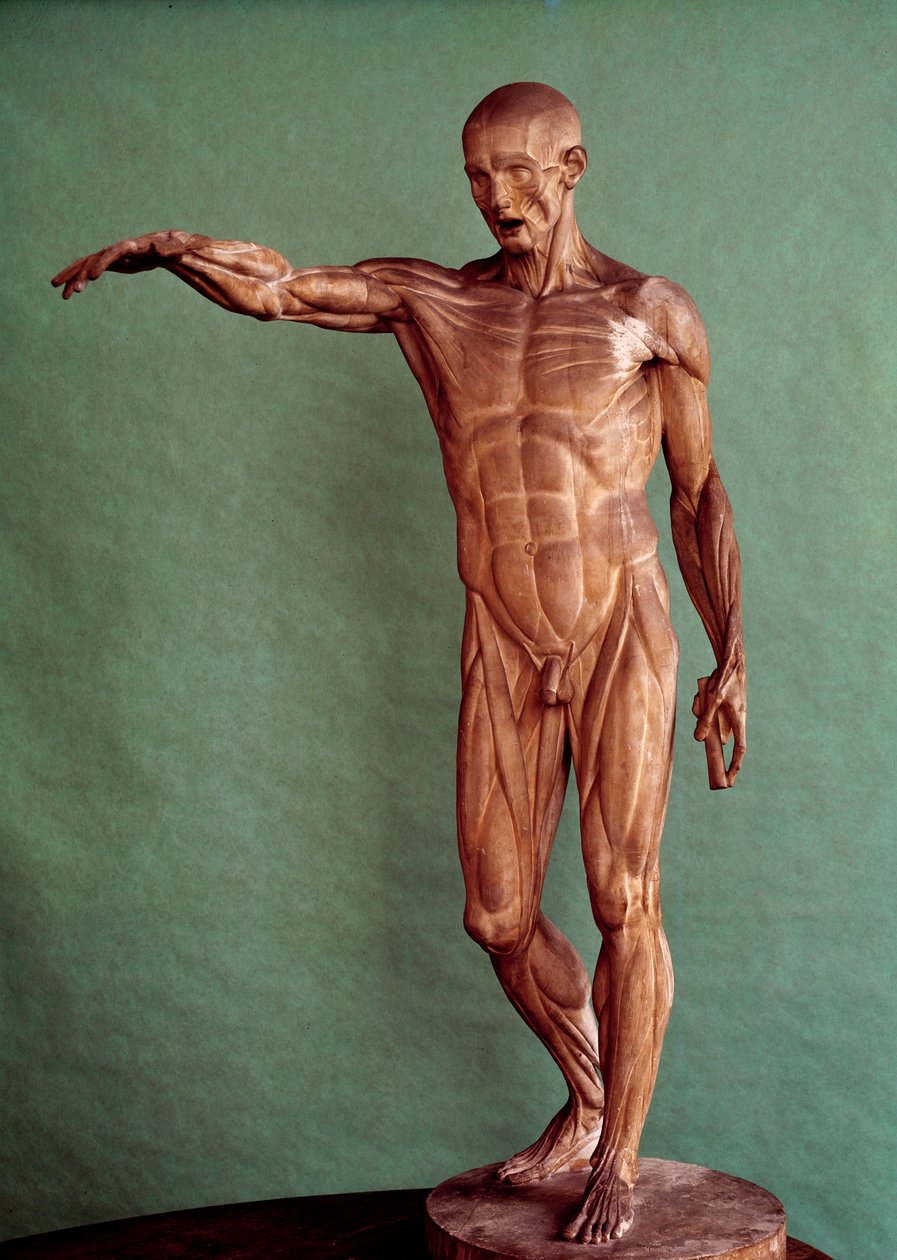 Menschliche Anatomie. Ecorché von Jean Antoine Houdon (1741-1828) von Jean Antoine Houdon