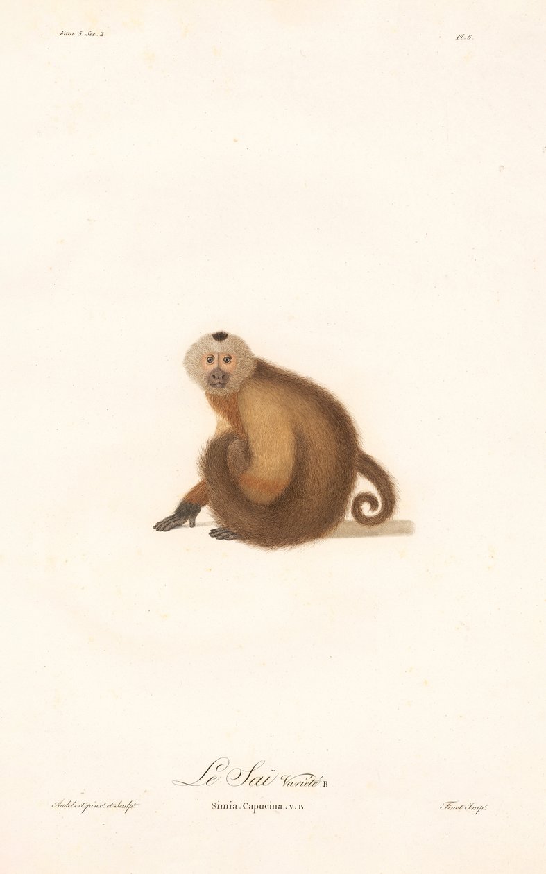 Brauner Kapuziner (Simia capucina) von Jean Baptiste Audebert