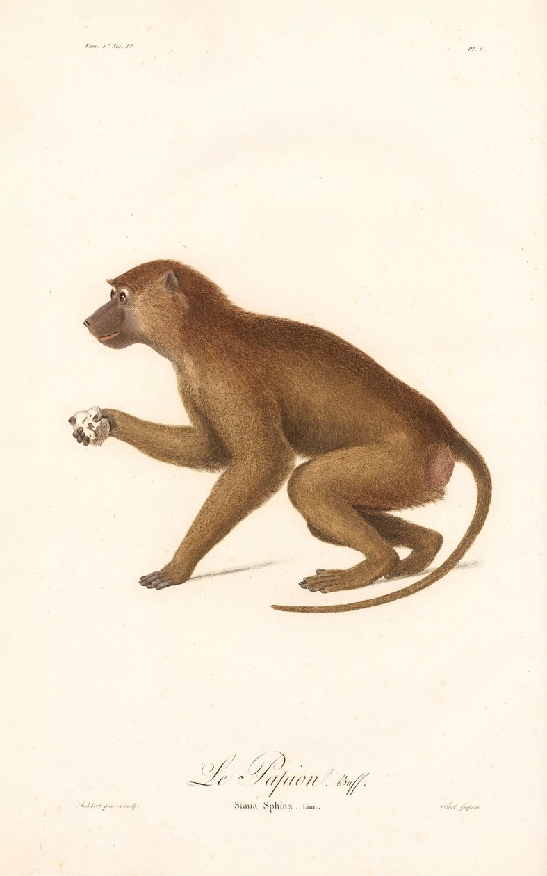 Guinea Pavian (Simia Sphinx) von Jean Baptiste Audebert