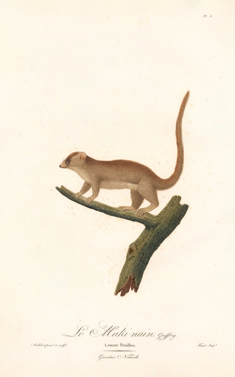 Zwergmauslemur (Lemur pusillus) von Jean Baptiste Audebert