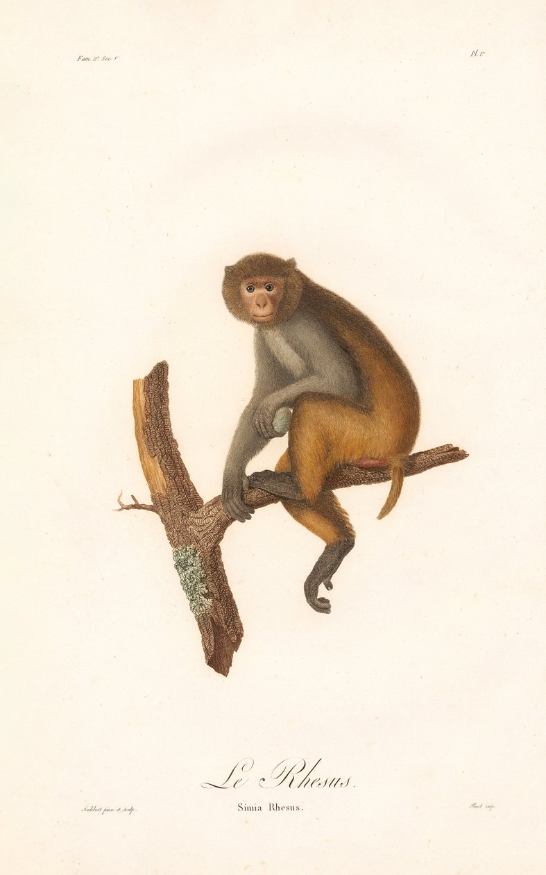 Rhesusaffe (Simia Rhesus) von Jean Baptiste Audebert