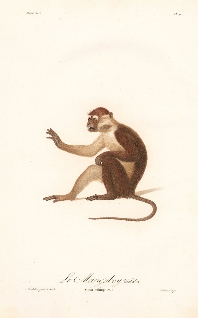 Variante des Grüne Meerkatze (Simia aethiops v.a.) von Jean Baptiste Audebert