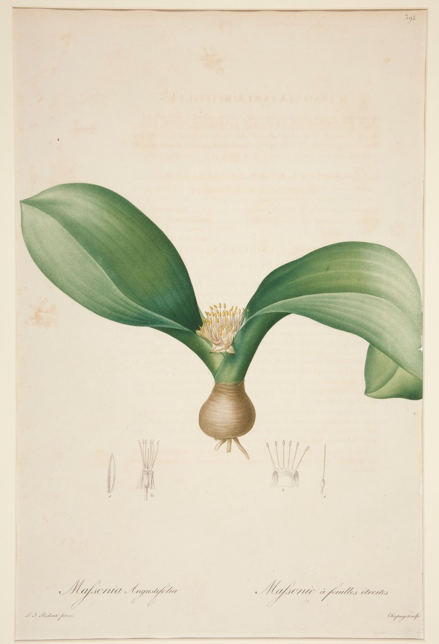 Massonia Angustifolia, Massonie mit schmalen Blättern von Jean Baptiste Chapuy