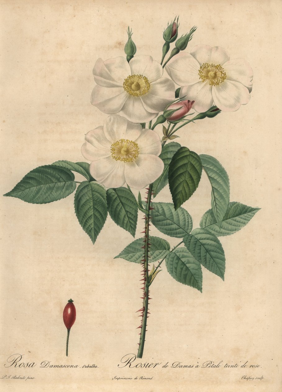 Weiße Damastrose, Rosa x damascena von Jean Baptiste Chapuy