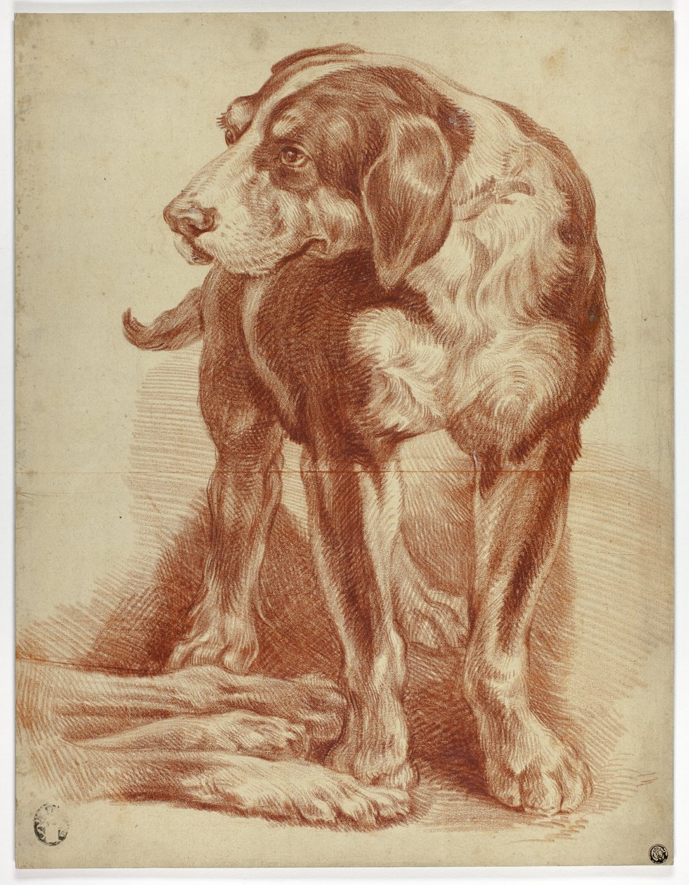 Stehender Hund von Jean-Baptiste Huet