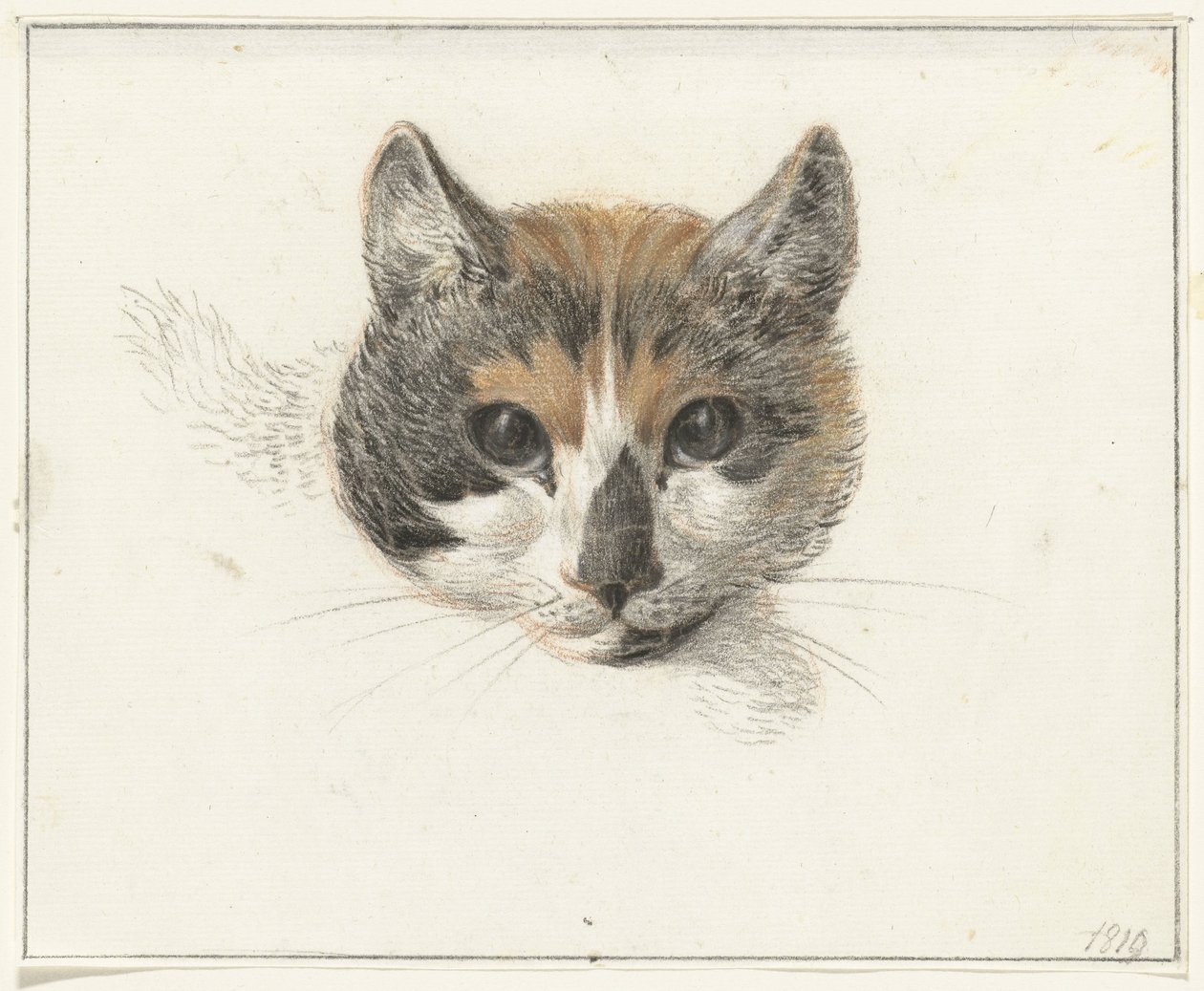 Kopf einer Schildpattkatze, von vorne, mit offenen Augen von Jean Bernard