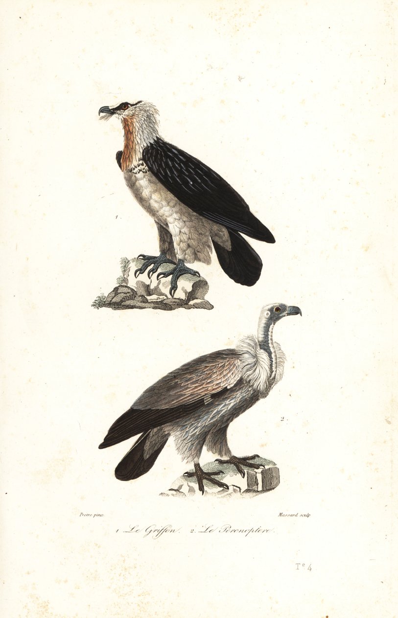 Bartgeier und Gänsegeier von Jean Gabriel (after) Pretre
