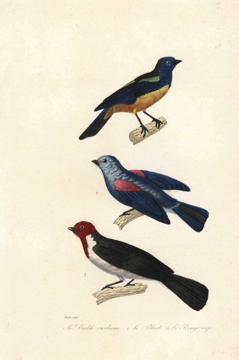 Türkistangare, Blau-Graue Tangare und Rotkappenkardinal von Jean Gabriel (after) Pretre