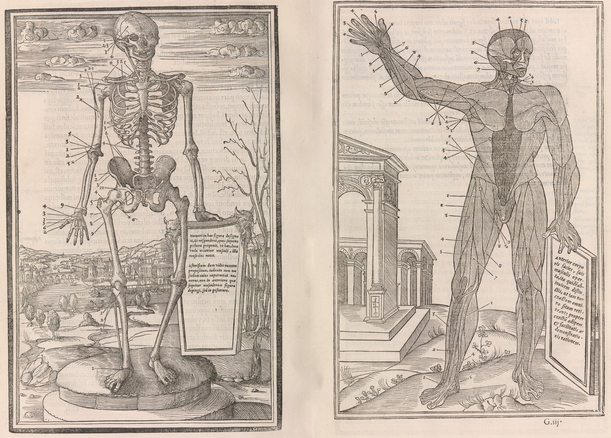 De dissectione partium corporis humani libri tres, 1545 von Jean Jollat