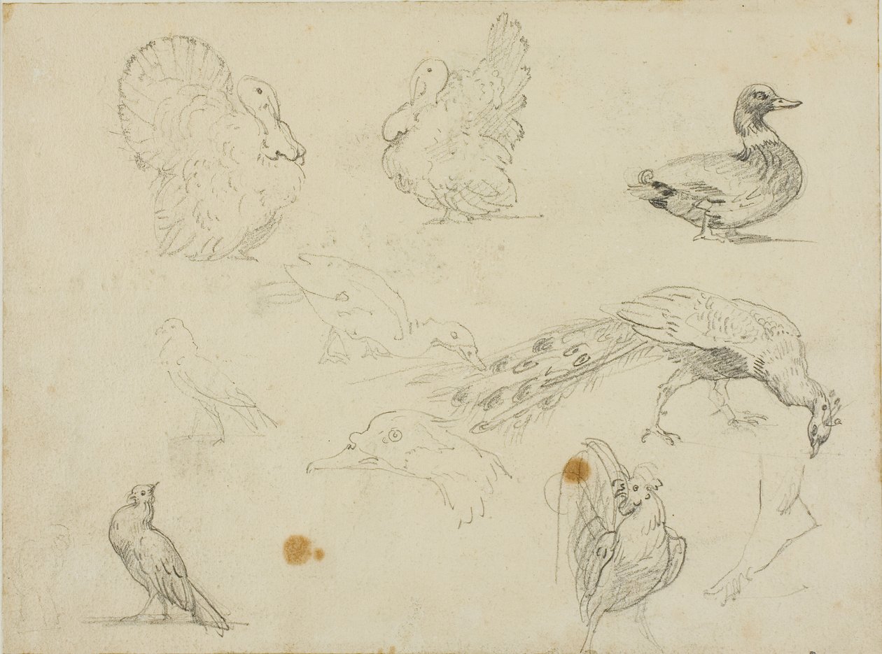 Skizzen von Geflügel von Jean Louis André Théodore Géricault