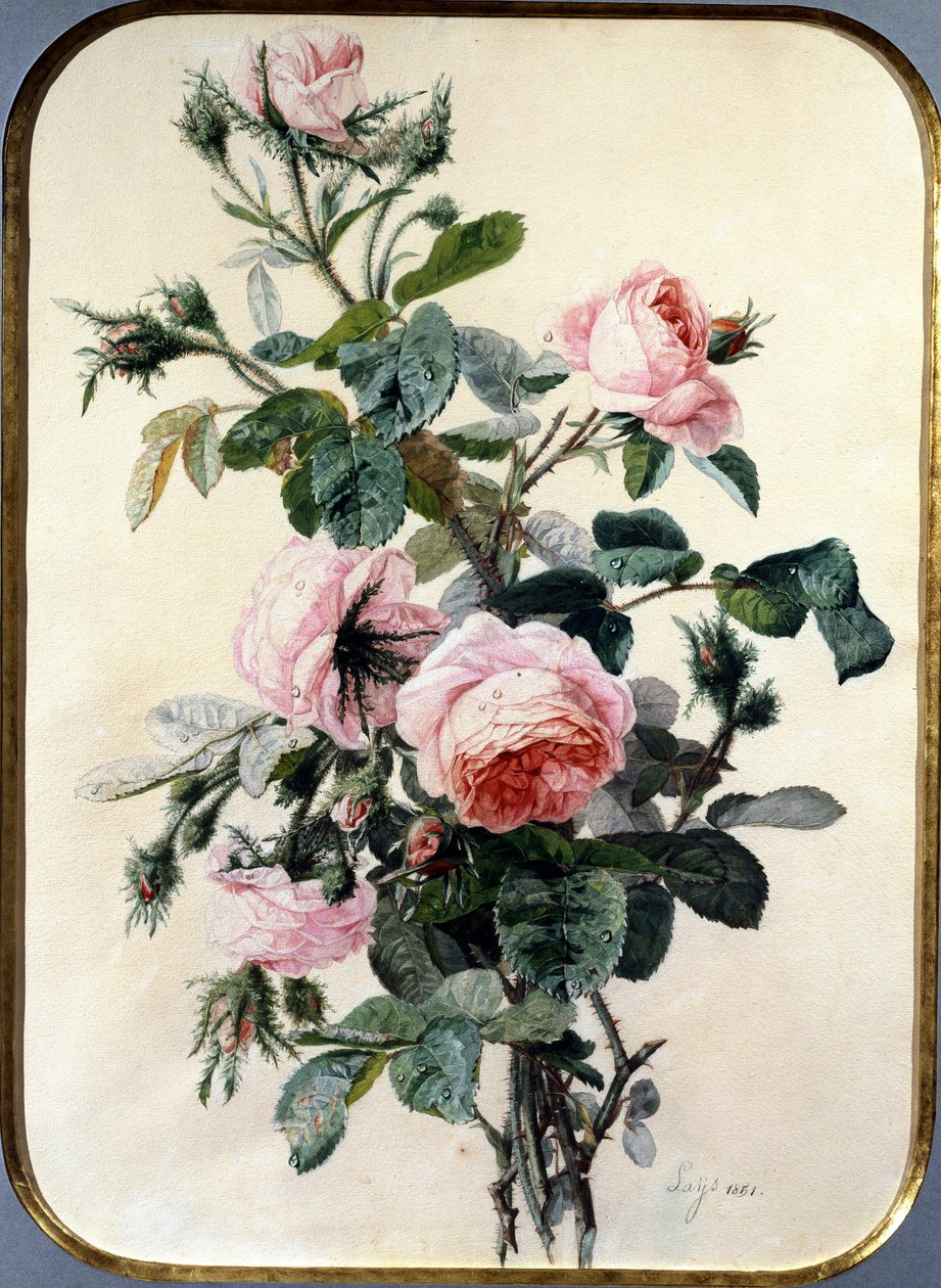 Die Rosen von Jean Pierre Lays