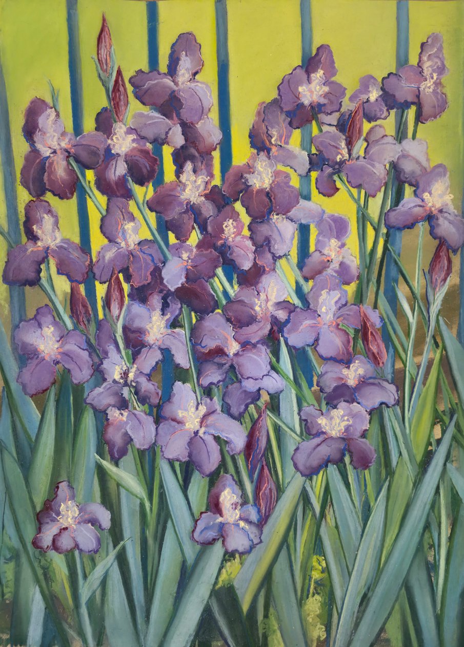 Lila Schwertlilien von Jeanne Maze