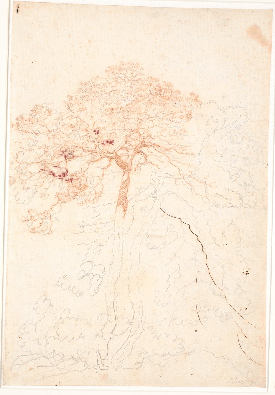 Studie von zwei großen Kiefern von Jens Juel