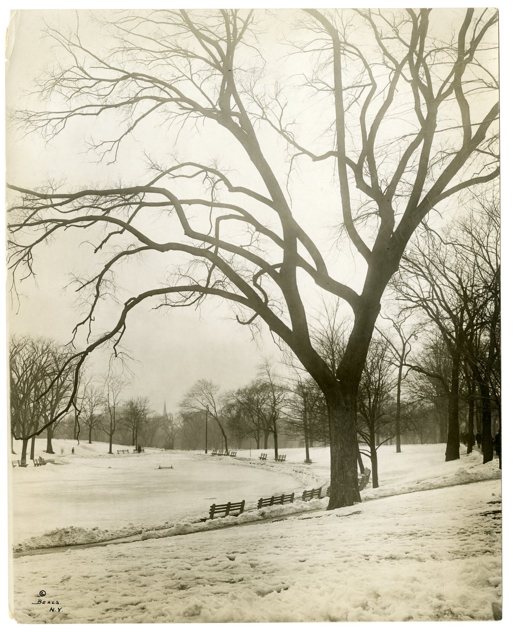 Boston Common & Froschteich, bei Baum, Boston, USA, um 1902-10 von Jessie Tarbox Beals