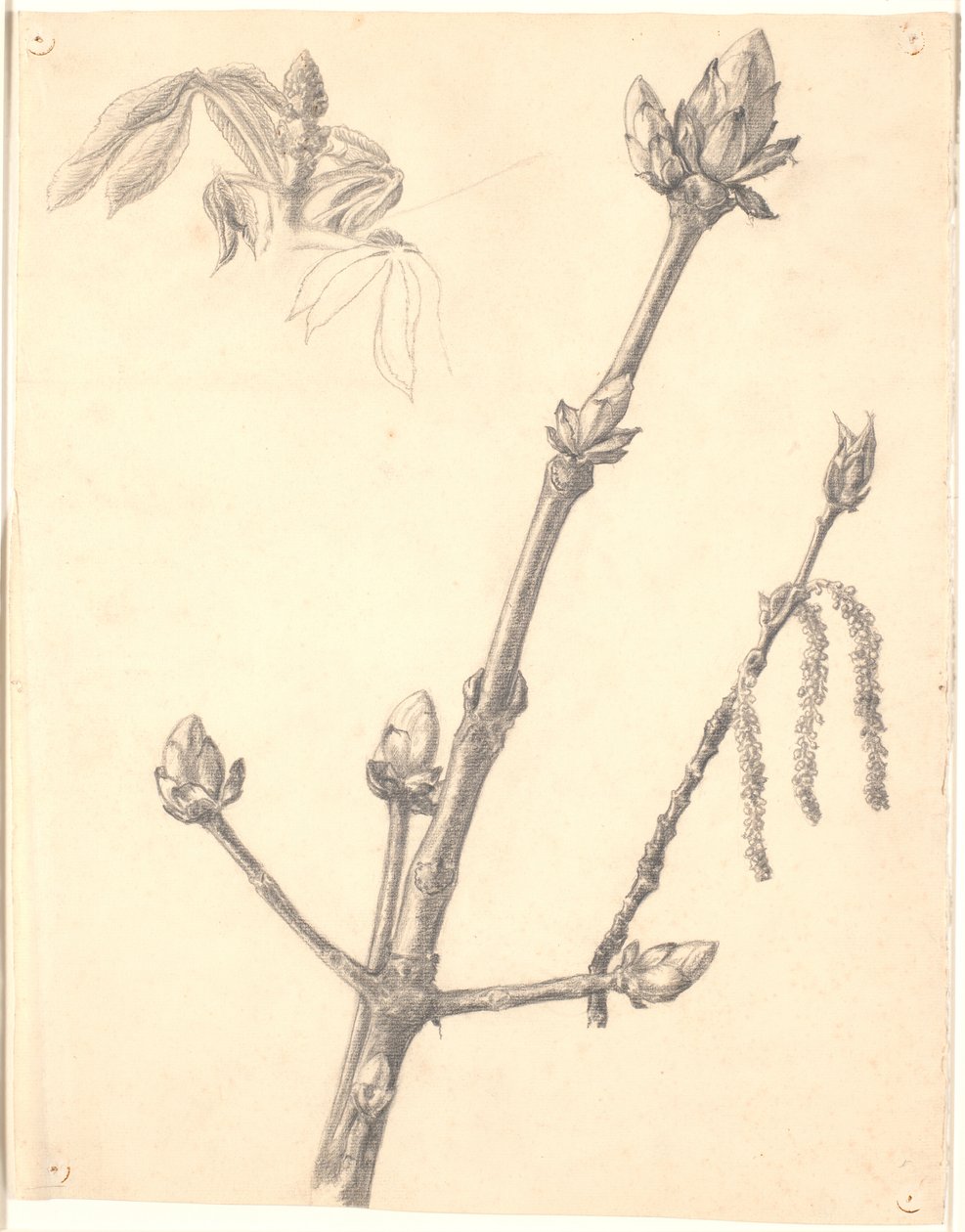Studie eines Kastanienzweigs und Detailstudie seiner Knospe von Joakim Frederik Skovgaard