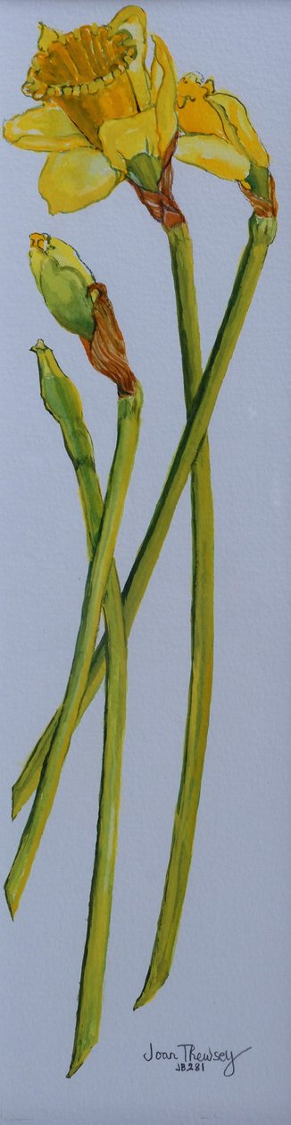 Vier Narzissenstiele 2011 von Joan Thewsey