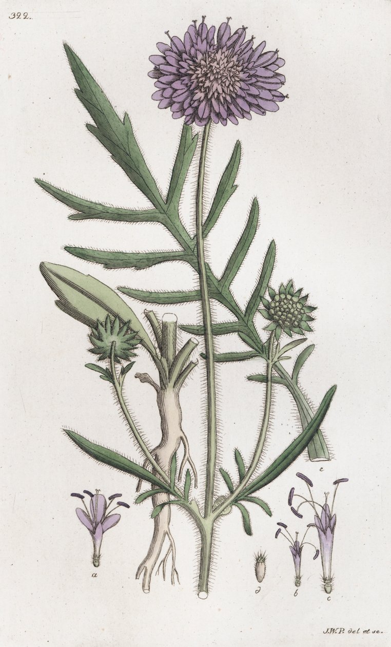 Acker-Witwenblume Knautia arvensis von Johan Wilhelm Palmstruch