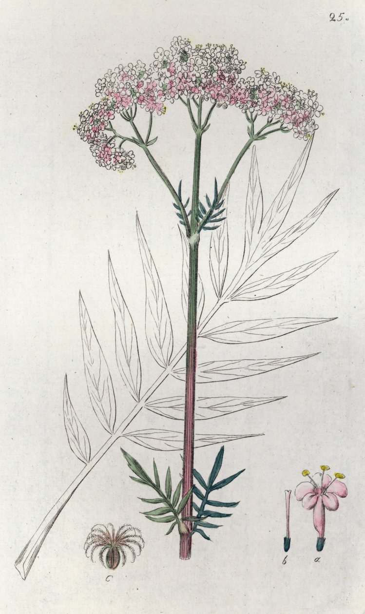 Baldrian Valeriana officinalis, 1804-1811 von Johan Wilhelm Palmstruch