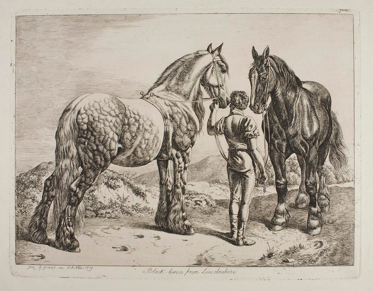 Schwarze Pferde aus Lincolnshire von Johann Adam Klein