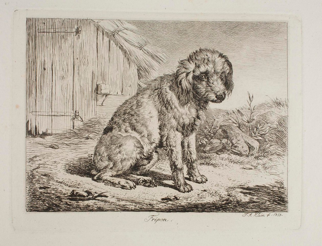 Der Pudel Fripon von Johann Adam Klein