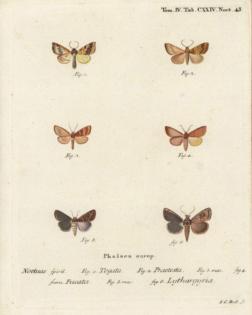 Gestreifter Gelbspanner, Tileacea aurago 1-4, und Tonmotte, Mythimna ferrago 5,6. Handkolorierter Kupferstich von Johann Carl Bock nach Eugenius Johann Christoph Espers Die Schmetterlinge in Abbildungen nach der Natur, Erlangen von Johann Carl Bock
