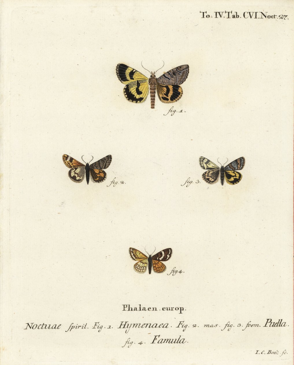 Catocala Hymenaea, Amerila Puella und Isturgia Famula Motten von Johann Carl Bock