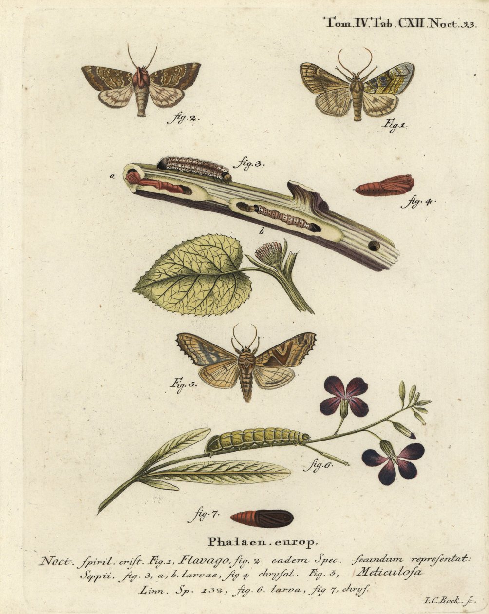 Gefrostete Orangemotte, Gortyna Flavago und Winkel-Schatten, Phlogophora Meticulosa von Johann Carl Bock