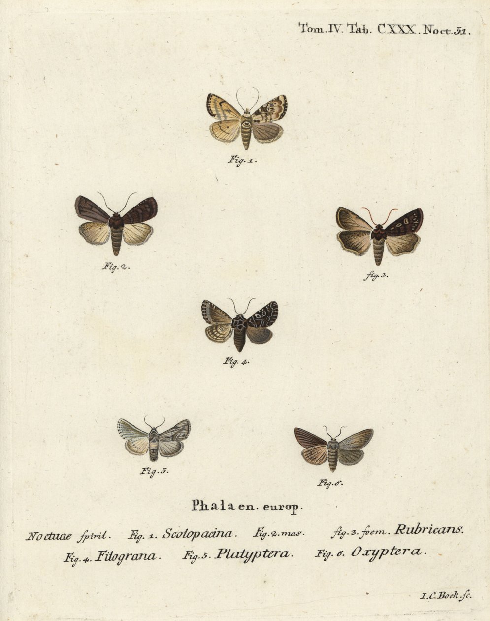 Gartendart, Euxoa nigricans 1-3, Hadena filograna 4, Löwenmaul-Brokat, Calophasia platyptera 5, Simyra nervosa 6. Handkolorierter Kupferstich von Johann Carl Bock nach Eugenius Johann Christoph Espers Die Schmetterlinge in Abbildungen nach der Natur von Johann Carl Bock
