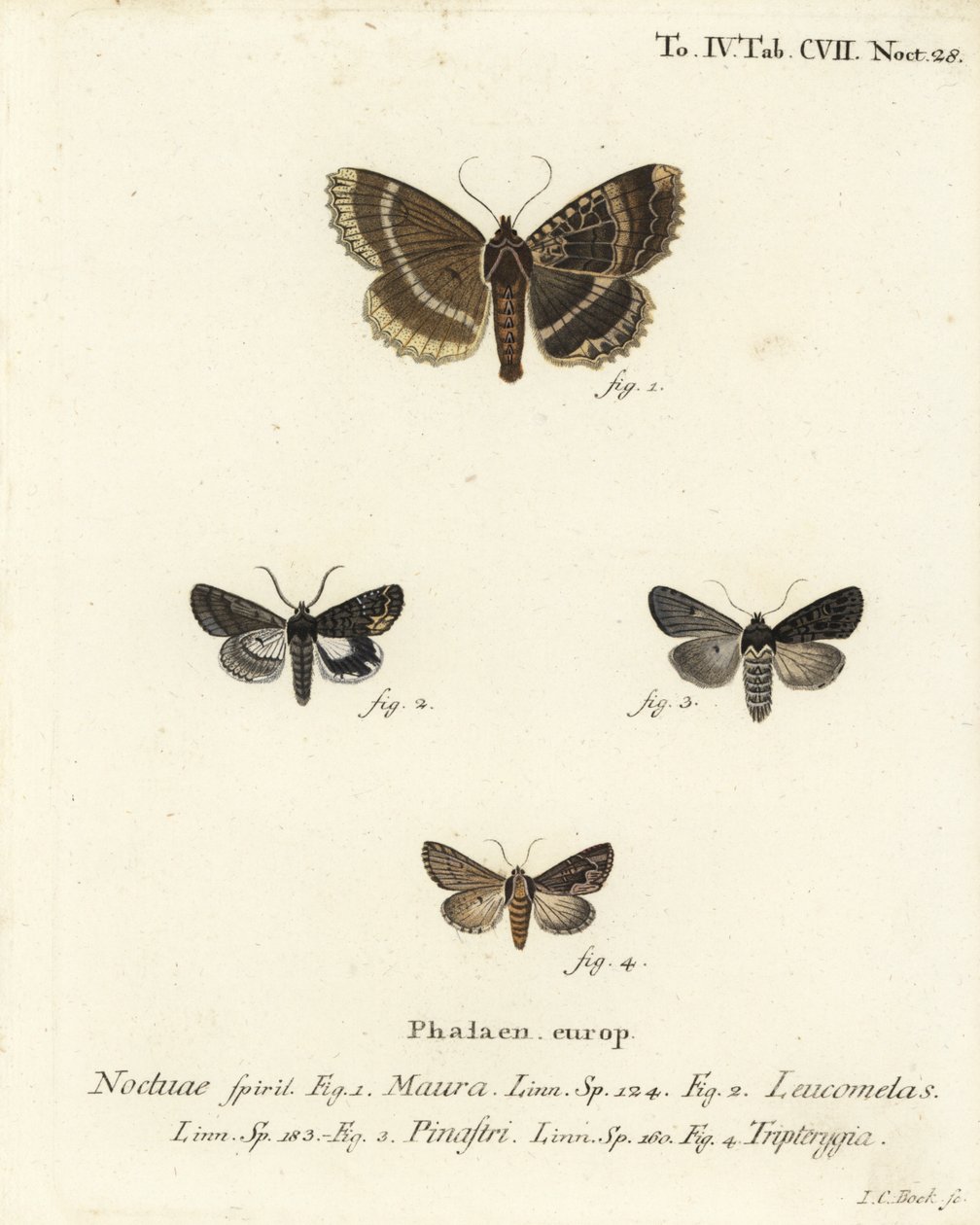 Alte Dame oder Schwarzer Unterflügel, Mormo maura 1, Östlicher Alchimist, Aedia leucomelas 2, und Dypterygia scabriuscula 3,4. Handkolorierter Kupferstich von Johann Carl Bock nach Eugenius Johann Christoph Espers Die Schmetterlinge in Abbildungen nach der von Johann Carl Bock